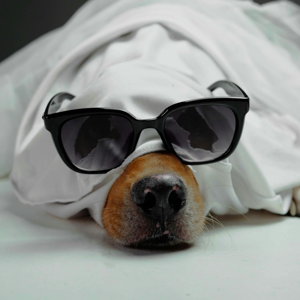 Bergamot and Vanilla Dog Perfume