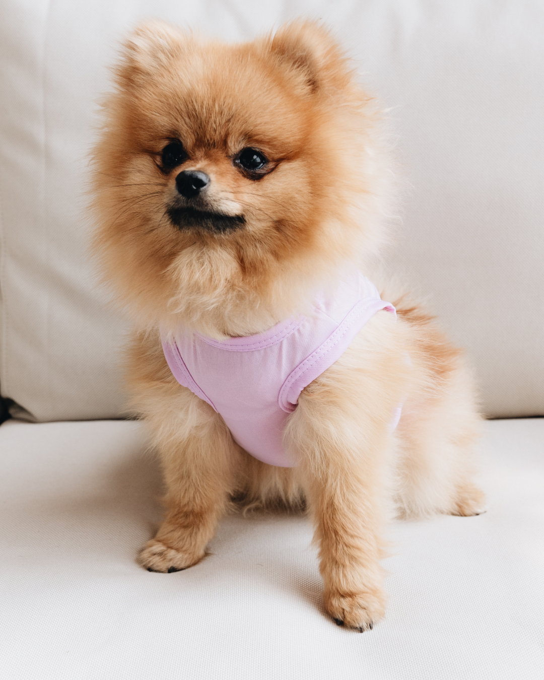 Bruma aroma Galleta "Dog Cookies"