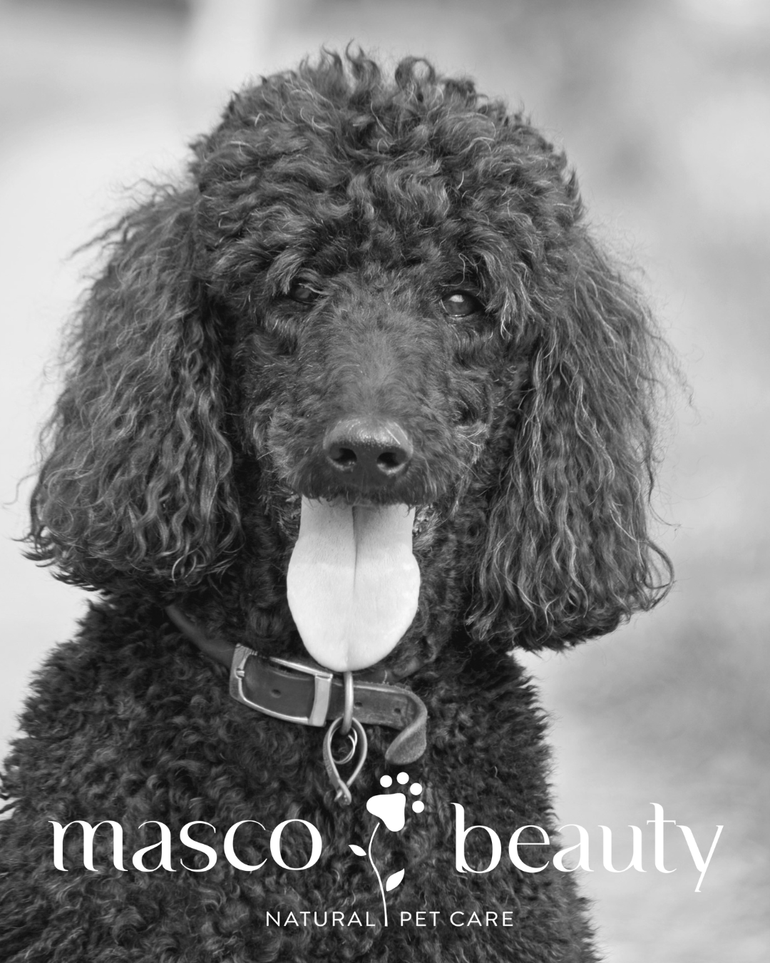 La felicidad en mascotas