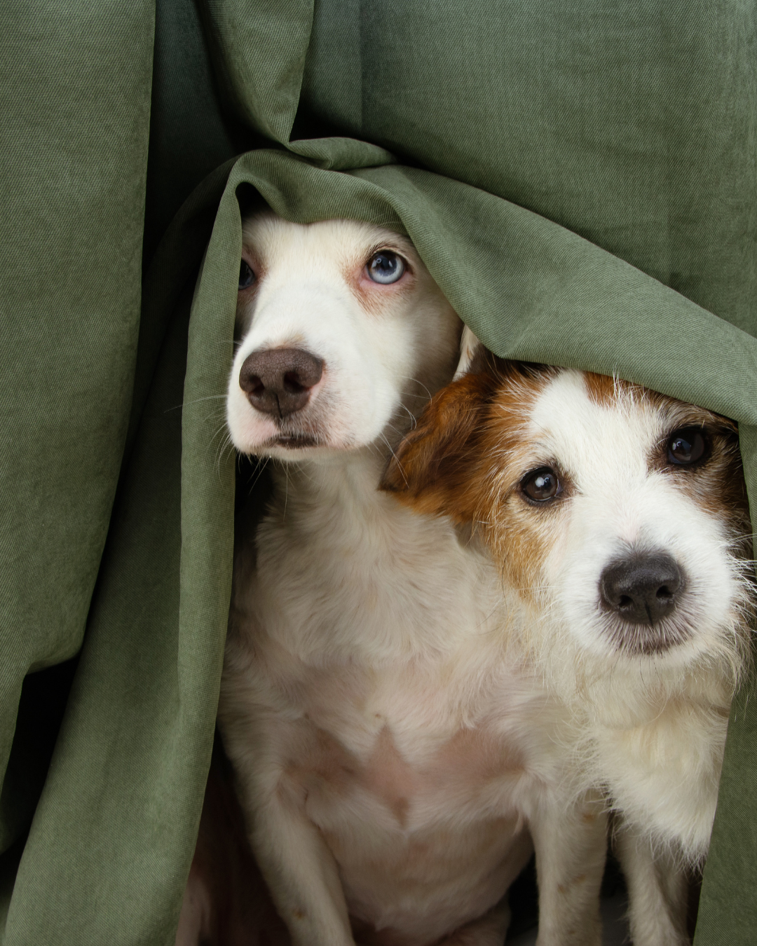 Por unas Navidades no ruidosas